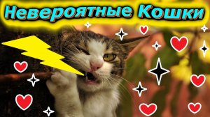 Невероятные  кошки  они  не  просто  милые,  они  веселые!