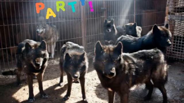 Русский вольфхунд - достижение России! смотреть онлайн