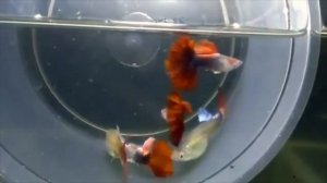 Чем отличаются гуппи Трава, Леопард, Мозаика, Кружево, Кобра, Тукседо, Змеиная кожа?