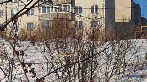 Ловля щеглов 19.03.2022 год.