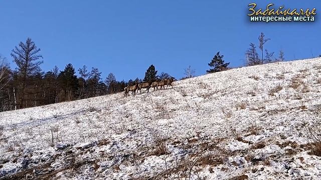 Маралья ферма. Интересные места Забайкалья