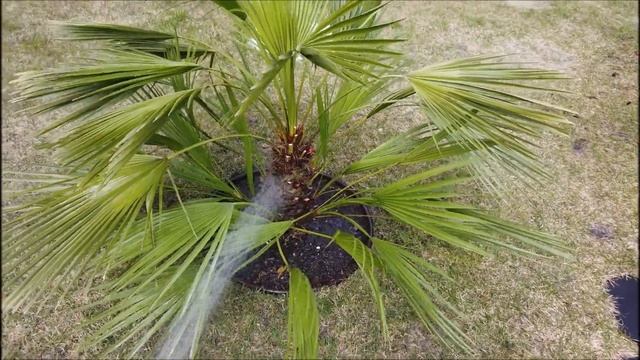 Посадка пальмы Сабаль малый! смотреть онлайн