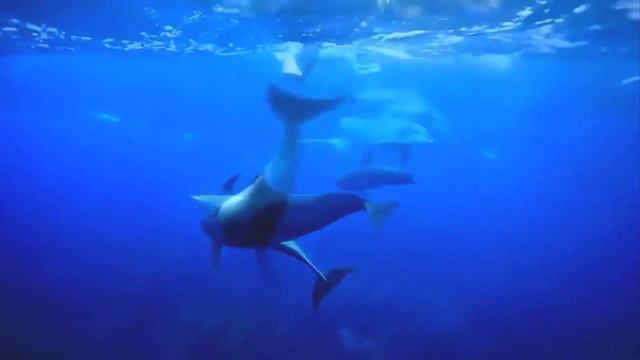 С Добрым утром! Музыка для души! -  Олег Никонов смотреть онлайн