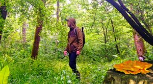 Круговой лес / Полянка ландышей / Царство грибов