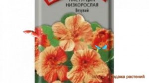 Настурция низкорослая Везувий (vezuviy) ? Везувий обзор: как сажать, семена настурции Везувий