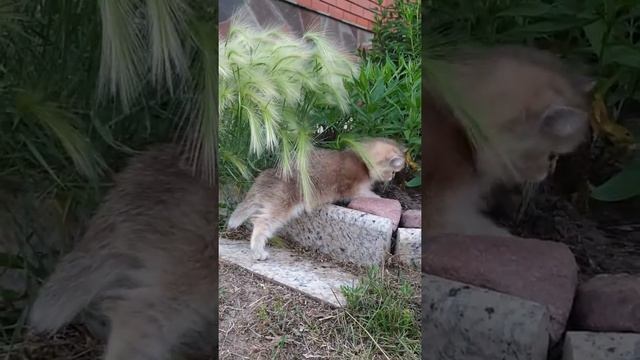 Золотая британская кошечка