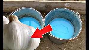 Перед посадкой озимого чеснока замочите на час зубчики в этом растворе для обеззараживания!