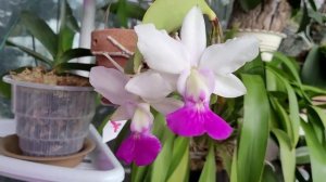 Cattleya walkeriana flamea "Tokutsu" первое цветение.