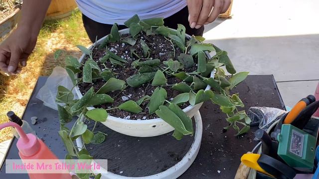 Transplante de mi 💚 Scindapsus Silvery Ann Pothos 💚 🪴 #Pothos #silveryann #scindapsus смотреть онлайн