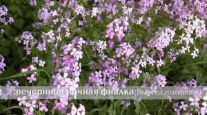 вечерница ночная фиалка