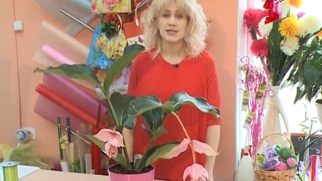 Цветочные истории. Как ухаживать за экзотической мединиллой смотреть онлайн