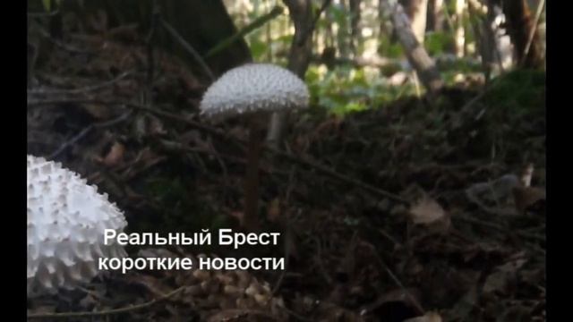 НАЙДЕН РЕДКИЙ «краснокнижный» ГРИБ