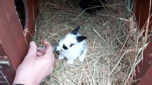 ПОДКАРМЛИВАЕМ КРОЛЬЧАТ МОЛОКОМ