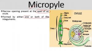 OVULE DEVELOPMENT and Megasporogenesis HPU BSc 2nd Year