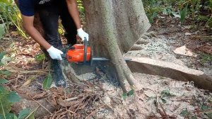Chainsaw Husqvarna 125 - Cut the Ceiba Pentandra Tree