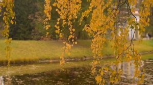 ФУТАЖ Осень - FOOTAGE Autumn