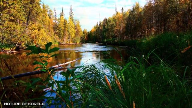 Northern Karelia. Walking along a quiet river / Северная Карелия. Прогулка по тихой реке