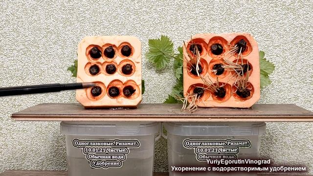 ? Укоренение ЧЕРЕНКОВ ВИНОГРАДА в воде! Просто добавьте ЭТОГО УДОБРЕНИЯ на кончике ножа и ПОСМОТРИТ