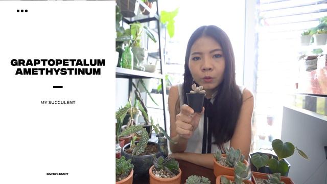 อัพเดทต้นไม้ที่ปลูกในห้องเดือน ก.พ. - มี.ค. Houseplant update смотреть онлайн