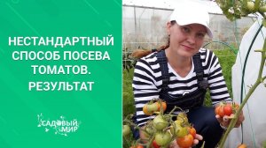 ТОМАТЫ БЕЗ РАССАДЫ?!   У НАС ВЫРОСЛИ В ГРУНТЕ ИЗ СЕМЕЧКА!  НАШ  УРОЖАЙ