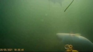 Подводная охота, Азовское море 2021