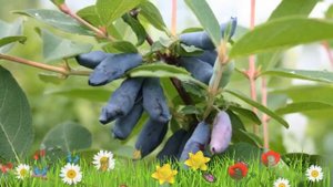 Жимолость съедобная Соловей ? Обзор: посадка и уход. крупномеры жимолости: описание и особенности