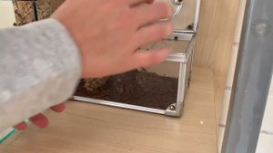 Как ухаживать за пауком птицеедом. Брахипельма Смити и Брахипельма Веганс.