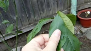 Мандарин Из Косточки Спустя 7 Лет. Вырастила Мандарин