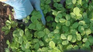 КОГДА  ВЫСАЖИВАТЬ  РАССАДУ ЗЕМЛЯНИКИ   ВЫРАЩЕННОЙ ИЗ  СЕМЯН  В ОТКРЫТЫЙ  ГРУНТ