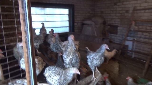 Лучшие Ниппельные поилки для птиц. 3 года эксплуатации.