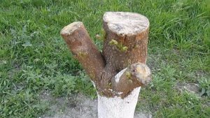 Пересадка взрослой шелковицы - 3 часть