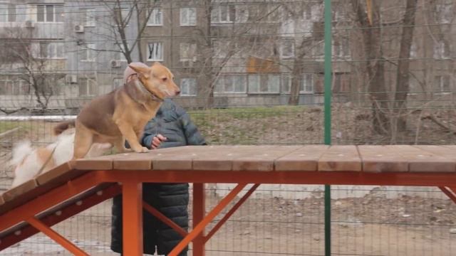 3я площадка для выгула собак в Днепре смотреть онлайн