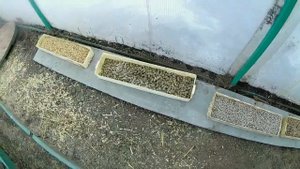 Каким комбикормом кормить кроликов? Как использовать отходы ячменя.