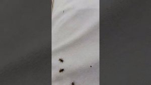 пасика для начинающих