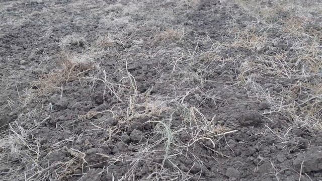 Дисковка под пшеницу! Второй след, сухарь нереальный! смотреть онлайн