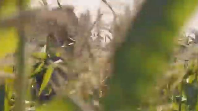 Дни как звук отшумят.Симон Хорольский.