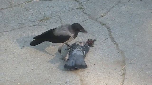 Ворона пожирает голубя смотреть онлайн