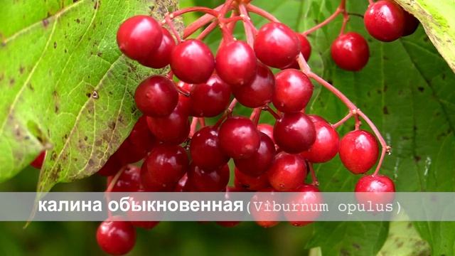 Калина обыкновенная смотреть онлайн