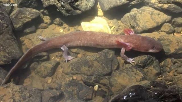 Record-breaking salamander found in East TN смотреть онлайн