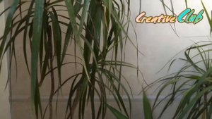 Драцена. Основной  уход за драценой в домашних условиях