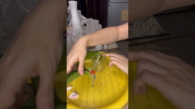 Чудесные орхидеи!