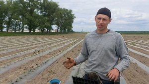 Как посадить 1 ГЕКТАР помидора за 17 ЧАСОВ???легко и просто!!!