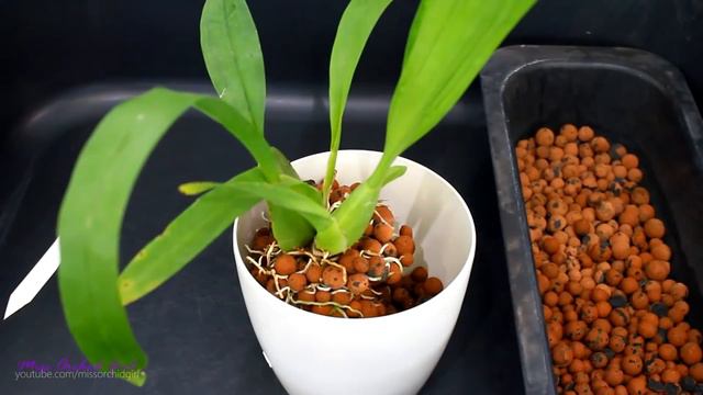 Orchid Q&A #1 | Phalaenopsis dormancy, Vanda split in 2, the winter rest & more! смотреть онлайн