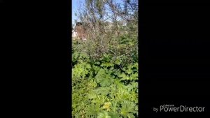 Эффективное средство от борщевика сосновского