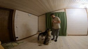 Тренировки Хаски | Учимся слушать команды или фокус покус |  HUSKY VLOG