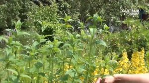 Неприхотливые растения для сада  Вербейник точечный и др.  Сайт "Садовый мир"