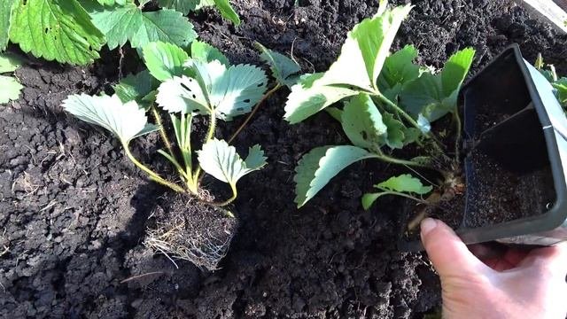 Пересадка клубники осенью. ?Как размножить клубнику часть 2.