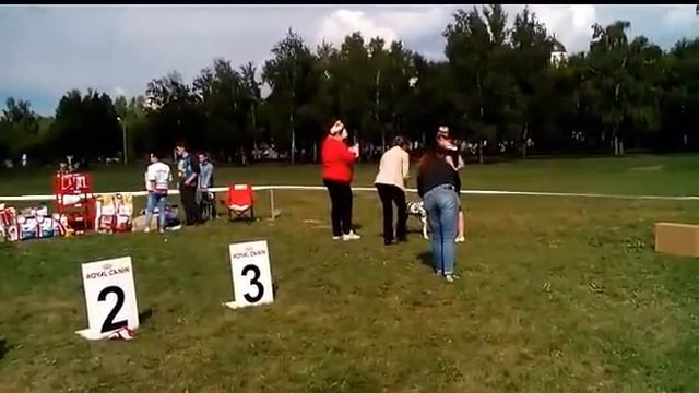 лд дамасская роза смотреть онлайн