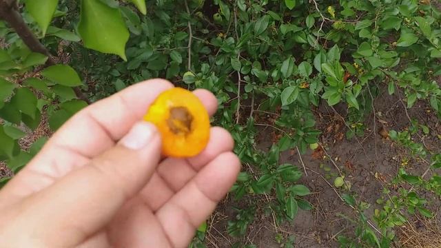 Априум(Aprium). Гибрид 75 % абрикоса и 25 % слива. Дегустация смотреть онлайн