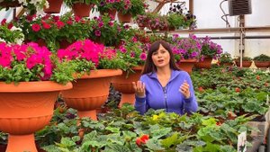 Желтеют листья у петунии ? Как лечить? Хлороз?